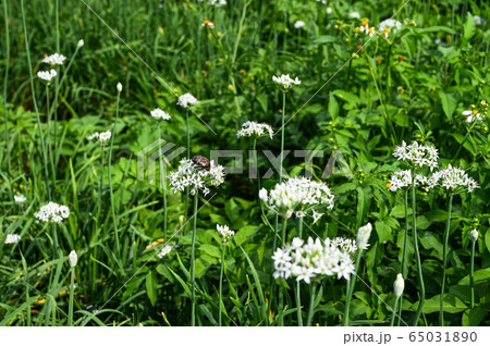 背景 バックグラウンド バックグランド 65031890