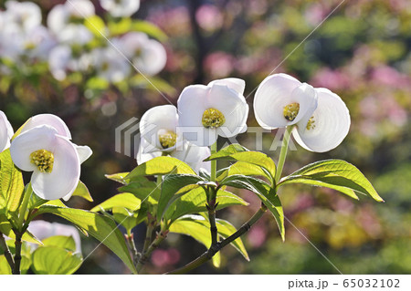 ハナミズキ 65032102