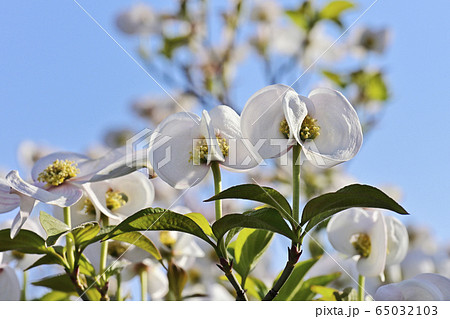 ハナミズキ 65032103