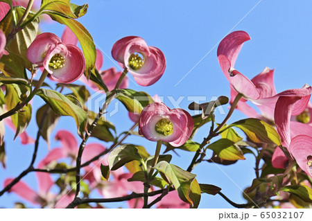 ハナミズキ 65032107