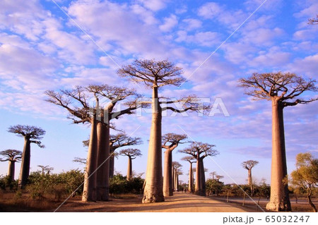 マダガスカル・モロンダバのバオバブ並木　Baobabs  Morondava,Madagascar 65032247