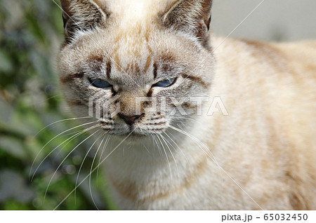 青い目の猫 青い目の猫 65032450