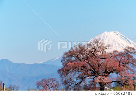 桜　富士山 65032485