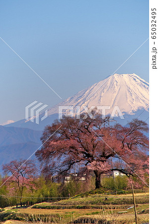桜 富士山 桜 富士山 65032495