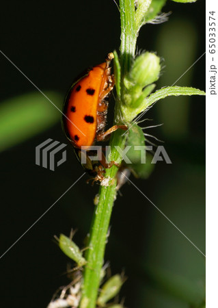 Macro of Caucasian red ladybug Harmonia axyridis 65033574