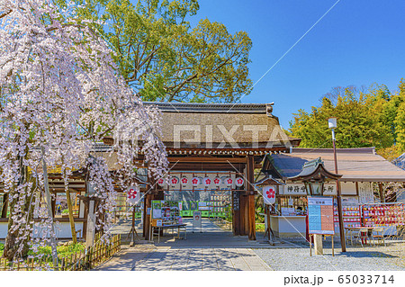 京都　春の平野神社　魁（さきがけ）　　 65033714