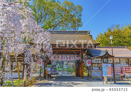 京都 春の平野神社 魁(さきがけ) 京都 春の平野神社 魁(さきがけ) 65033715