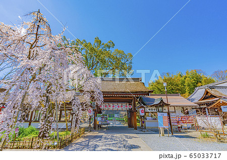 京都　春の平野神社　魁（さきがけ）　　 65033717