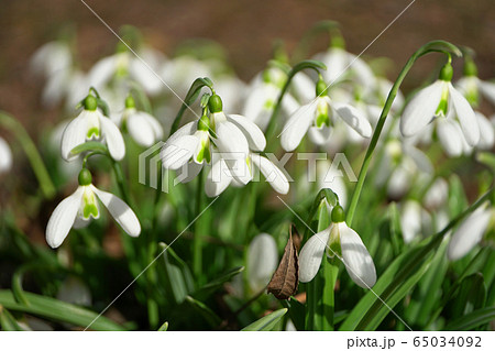 Spring young blooming snowdrops Galanthus lagodechianus 65034092