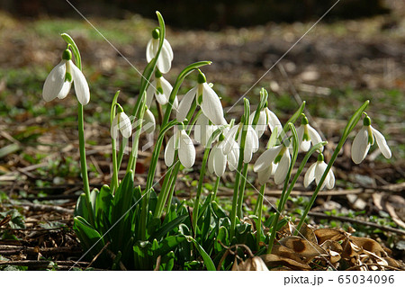 February young Caucasian snowdrops Galanthus lagodechianus February young Caucasian snowdrops Galanthus lagodechianus 65034096