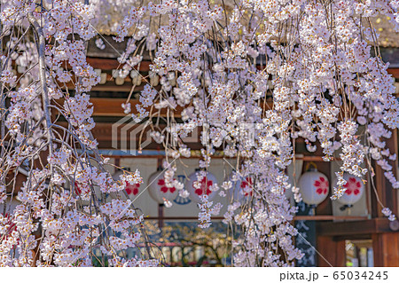 京都 春の平野神社 魁(さきがけ) 京都 春の平野神社 魁(さきがけ) 65034245