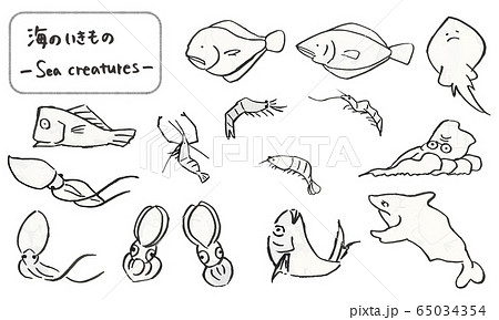 筆で描いた海の生き物たち 手描きの可愛い動物イラストのイラスト素材 65034354 Pixta
