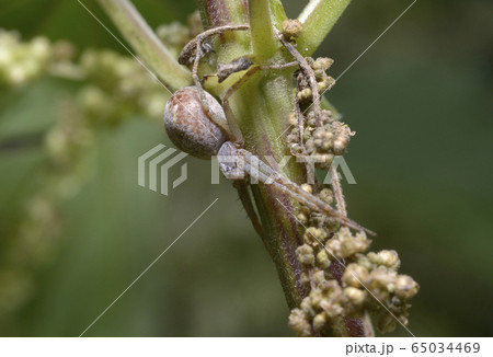 Spider sitting on a plant stem 65034469