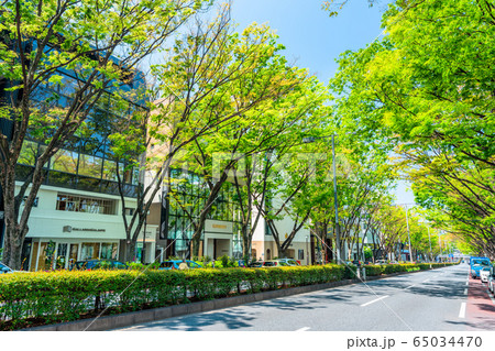 東京　原宿　春の表参道 65034470