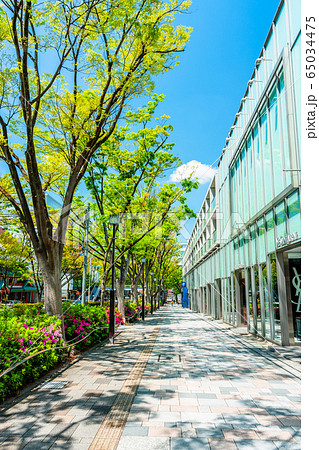 東京　原宿　春の表参道 65034475