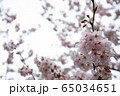 暗い曇りの桜 65034651