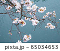 散り桜 65034653