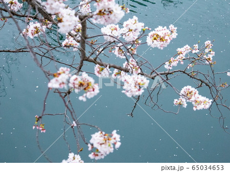 散り桜 65034653