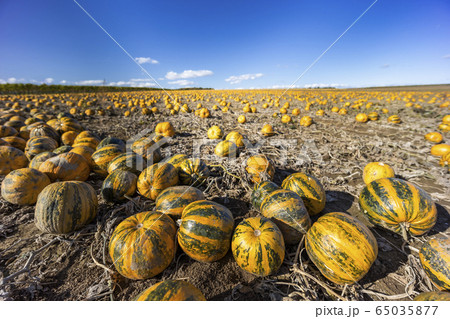 pumpkin near Retz in Weinviertel, Lower Austria, 65035877