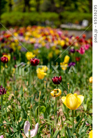 ソウルの森 チューリップ 春 65036295