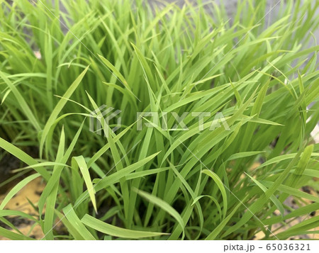 田植え　苗2 65036321