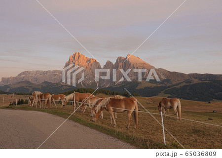 Horses are nibbling grass, Dolomites, Italy Horses are nibbling grass, Dolomites, Italy 65036809