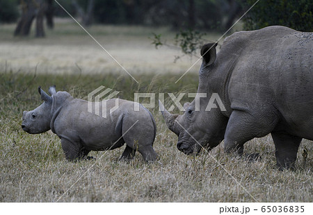 シロサイ シロサイ 65036835