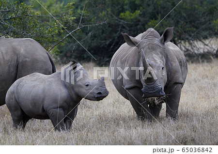 シロサイ 65036842