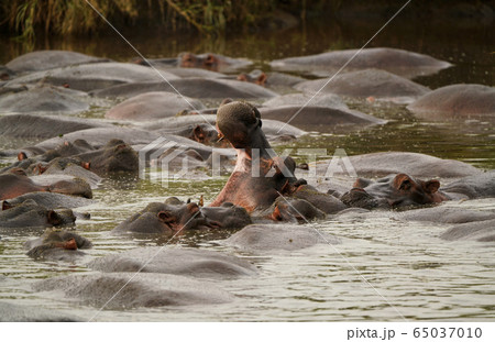 カバ カバ 65037010