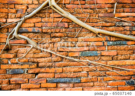 Brick wall and tree roots growing through it as Brick wall and tree roots growing through it as 65037140