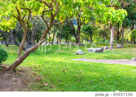 View of Lumphini park in Bangkok, Thailand 65037150
