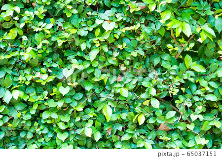Green plant foliage texture as background or Green plant foliage texture as background or 65037151