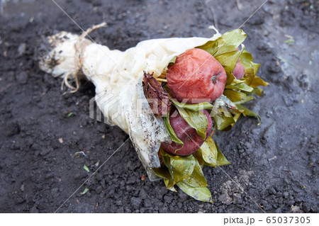 Bouquet of dried flowers and rotten apples Bouquet of dried flowers and rotten apples 65037305