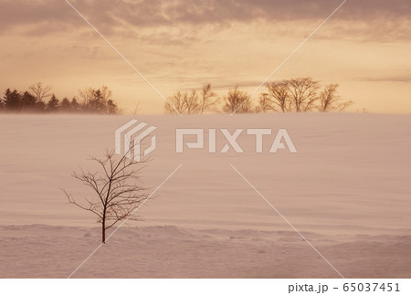 北海道の雪原　阿寒国立公園の雪景色　冬の北海道イメージ 65037451