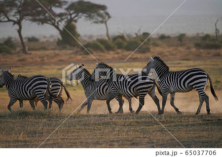 グラントシマウマ グラントシマウマ 65037706