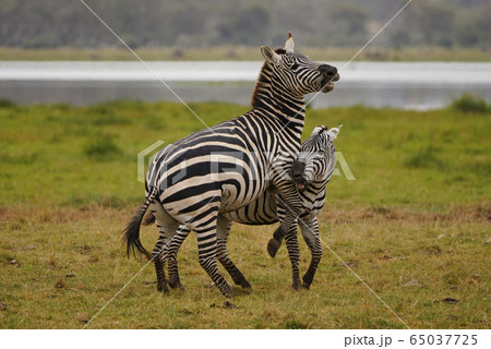 グラントシマウマ 65037725