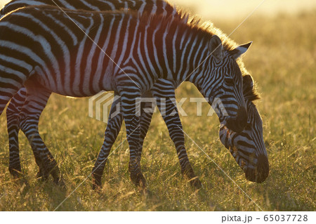 グラントシマウマ グラントシマウマ 65037728