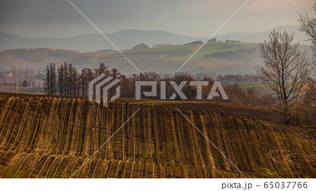 4月の美瑛 65037766