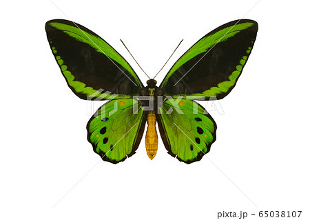 Color beautiful butterfly flying, isolated Color beautiful butterfly flying, isolated 65038107