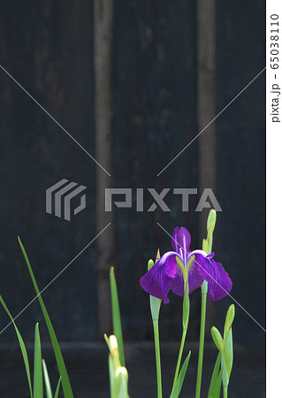 花菖蒲 花菖蒲 65038110