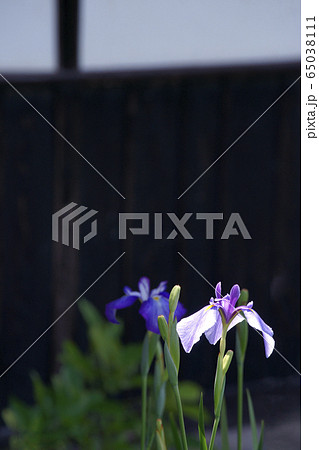 花菖蒲 65038111