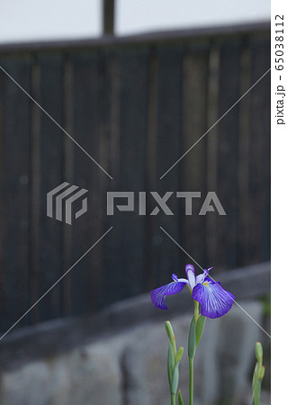 花菖蒲 花菖蒲 65038112