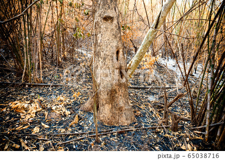 Dry trees and ashes in burnt bamboo forest 65038716