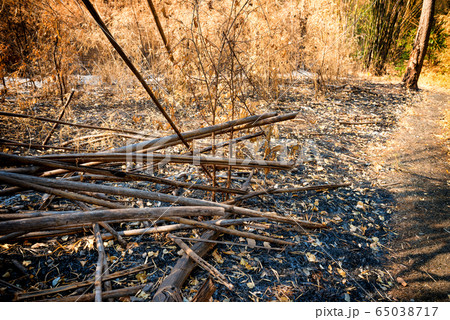 Dry trees and ashes in burnt bamboo forest 65038717