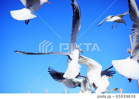 鳥　海　飛ぶ 65039638