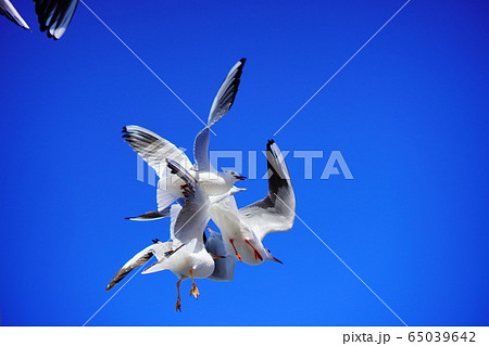 鳥 海 飛ぶの写真素材