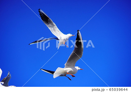 鳥 海 飛ぶの写真素材