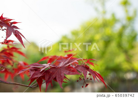 ガーデン 庭園 庭 65039742