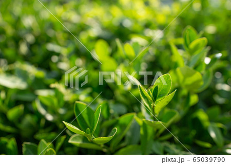 ガーデン 庭園 庭 65039790