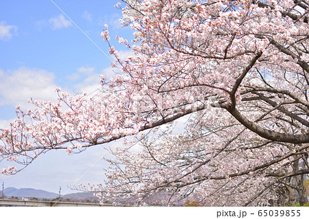 満開の桜(ソメイヨシノ) 満開の桜(ソメイヨシノ) 65039855